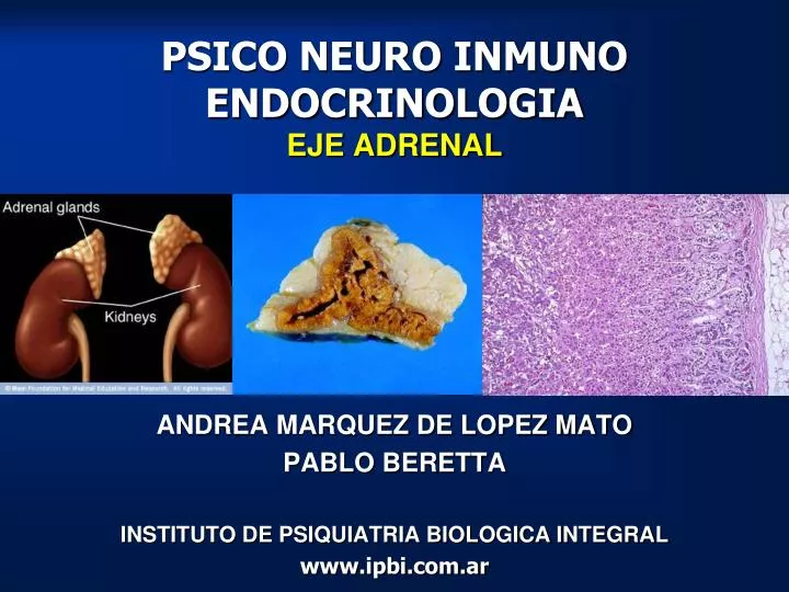 psico neuro inmuno endocrinologia eje adrenal
