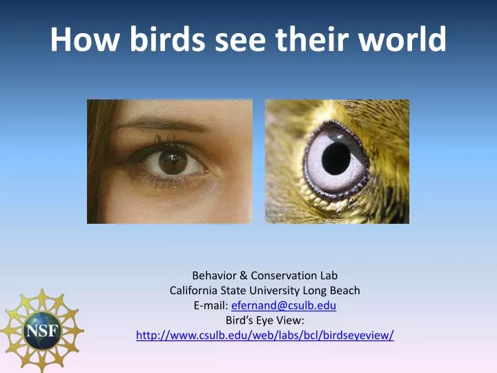 how birds see their world