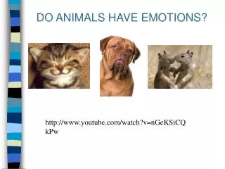 DO ANIMALS HAVE EMOTIONS?