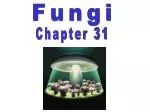 Fungi - slide 1