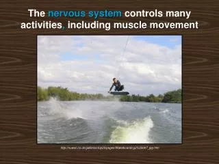 The nervous system controls many activities , including muscle movement