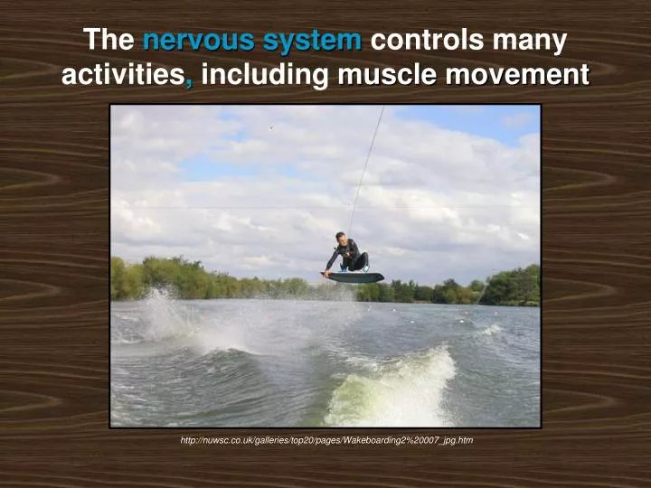 the nervous system controls many activities including muscle movement