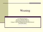 Weaning - slide 1