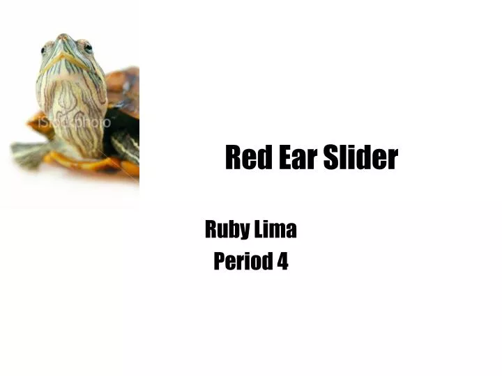 red ear slider
