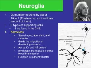neuroglia