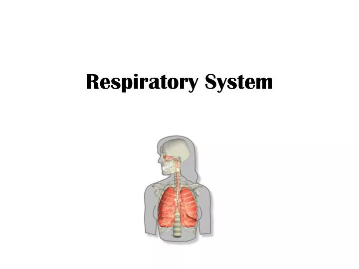 respiratory system