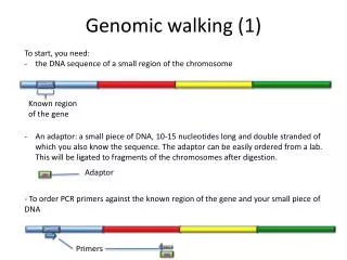 Genomic walking (1)