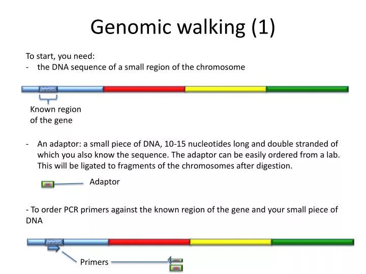 genomic walking 1