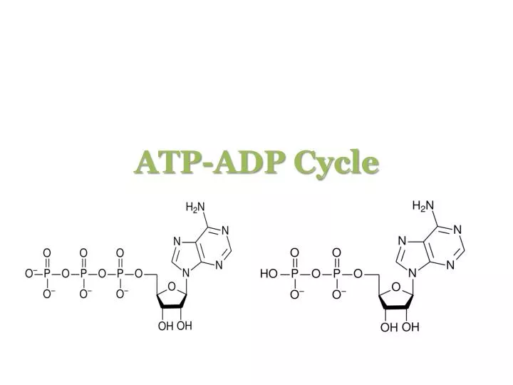 atp adp cycle