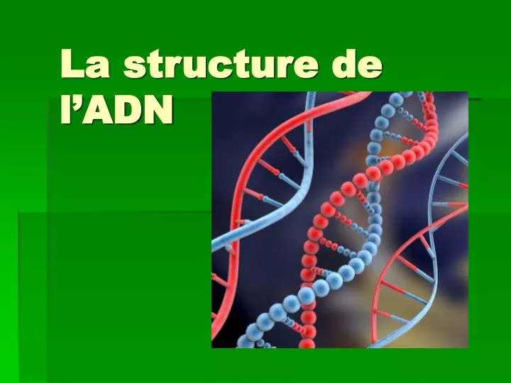 la structure de l adn