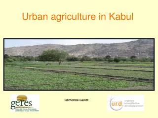 Urban agriculture in Kabul