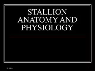 STALLION ANATOMY AND PHYSIOLOGY