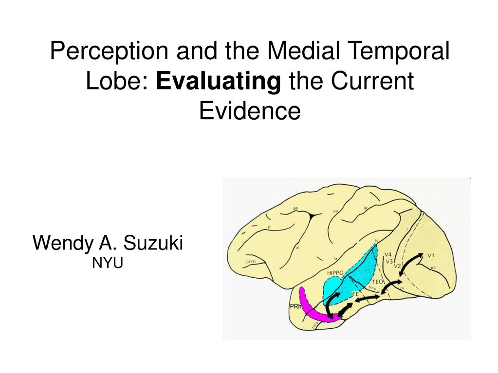 PPT - Perception and the Medial Temporal Lobe: Evaluating the Current ...