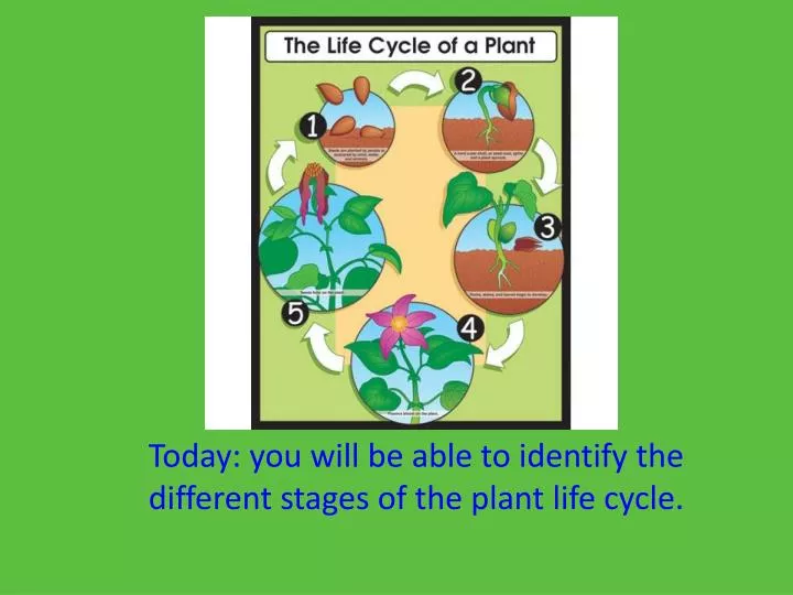 today you will be able to identify the different stages of the plant life cycle
