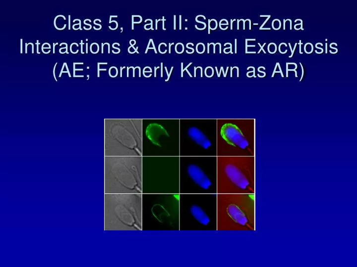 class 5 part ii sperm zona interactions acrosomal exocytosis ae formerly known as ar