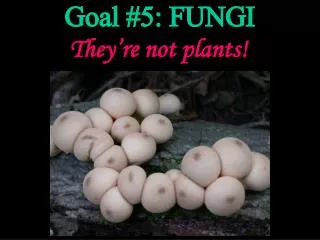 Goal #5: FUNGI