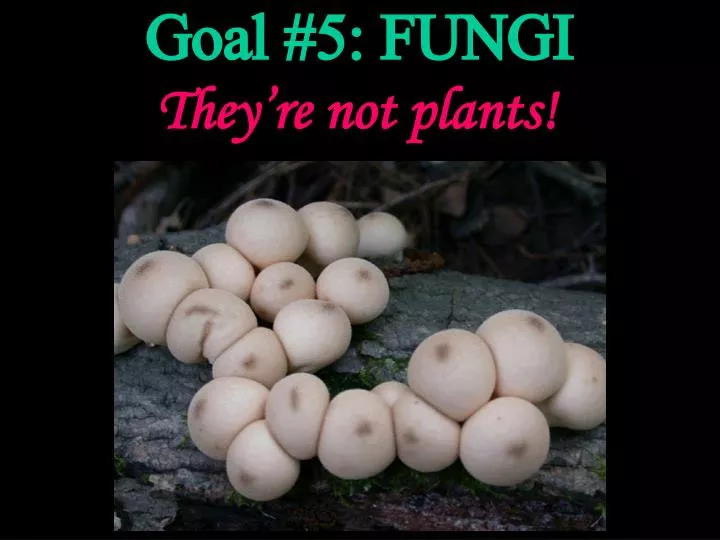 goal 5 fungi