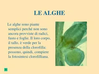 le alghe