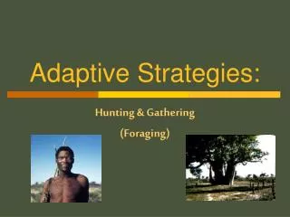 Adaptive Strategies: