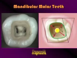Mandibular Molar Teeth