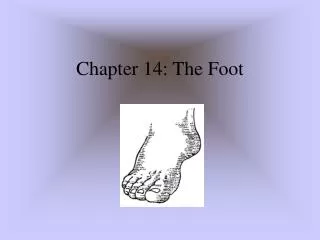 chapter 14 the foot