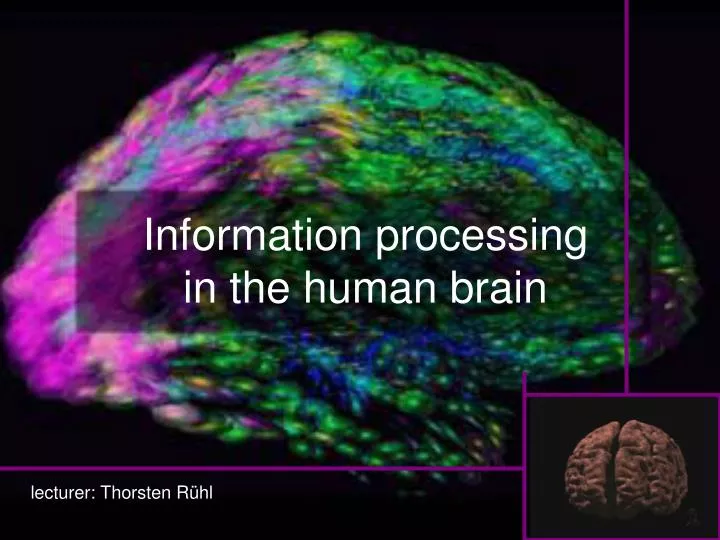 information processing in the human brain
