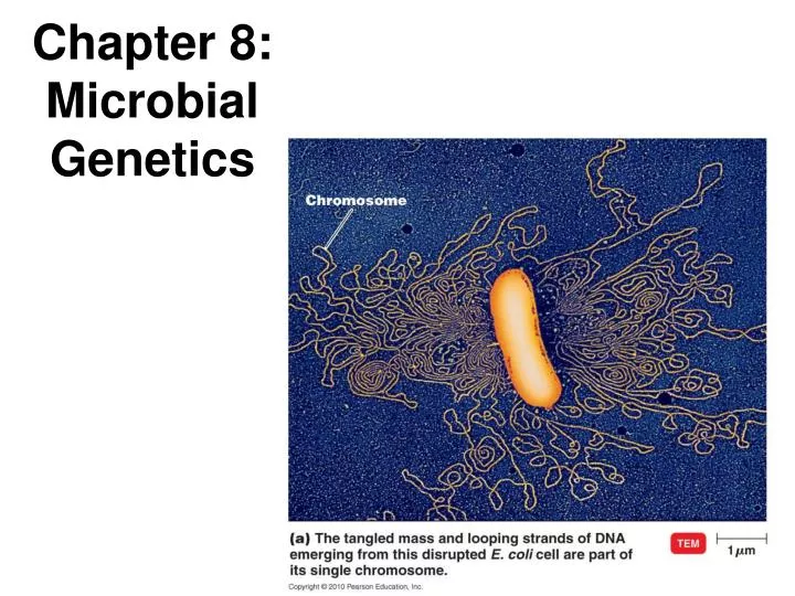 chapter 8 microbial genetics