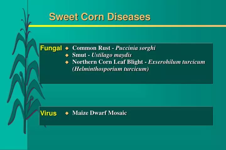 sweet corn diseases