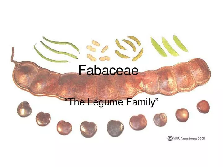 fabaceae