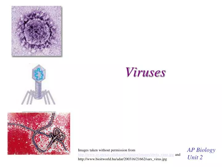 viruses