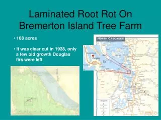Laminated Root Rot On Bremerton Island Tree Farm