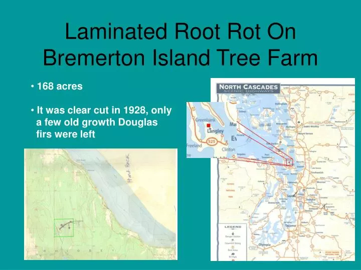 laminated root rot on bremerton island tree farm