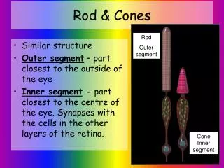 Rod &amp; Cones