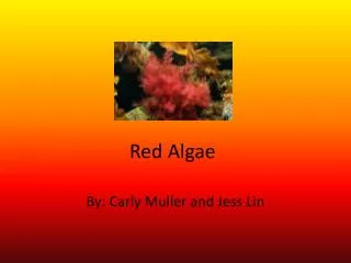 Red Algae