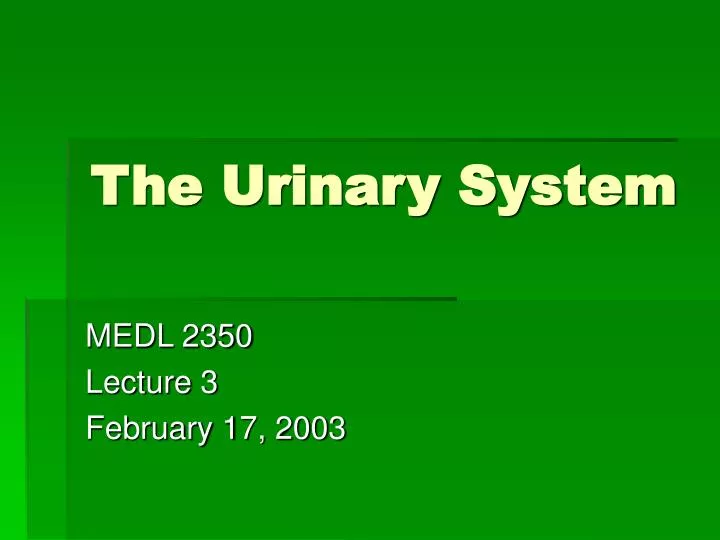 the urinary system