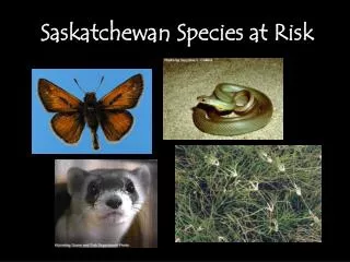 Saskatchewan Species at Risk