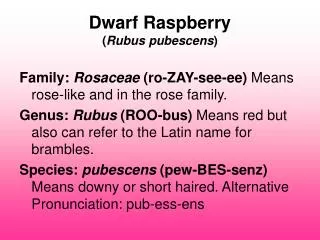Dwarf Raspberry ( Rubus pubescens )