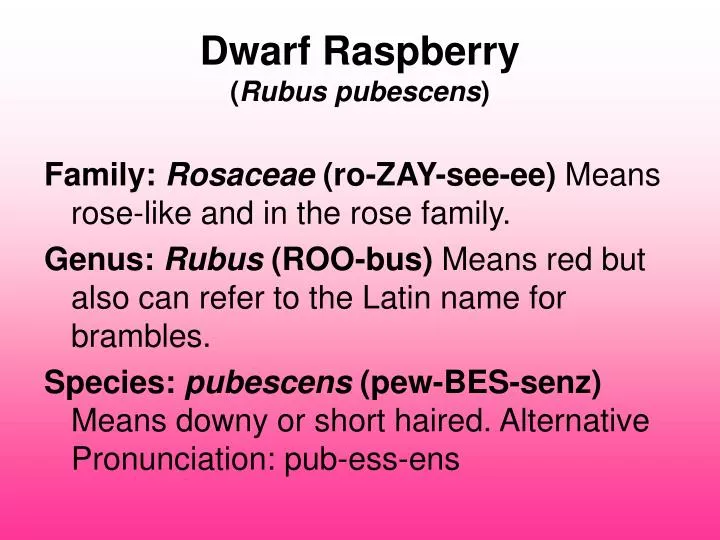 dwarf raspberry rubus pubescens