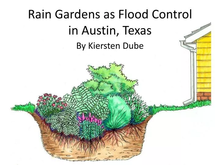 rain gardens as flood control in austin texas
