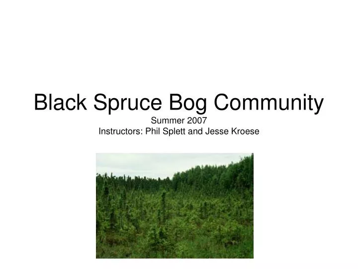 black spruce bog community summer 2007 instructors phil splett and jesse kroese