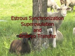 estrous synchronization superovulation and embryo transfer