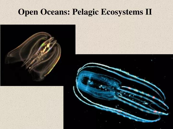 open oceans pelagic ecosystems ii