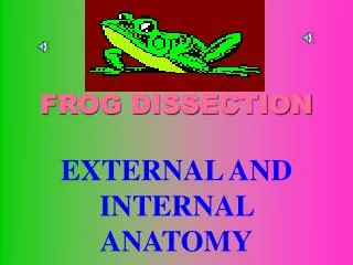 FROG DISSECTION