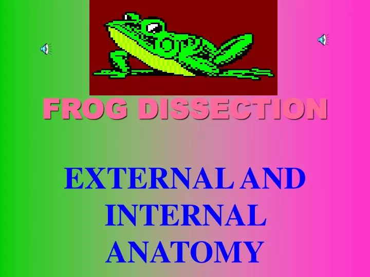 frog dissection