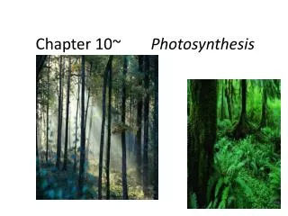 Chapter 10~		 Photosynthesis
