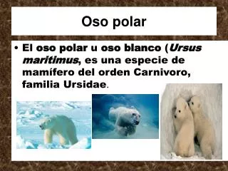 oso polar
