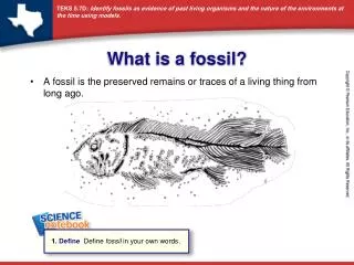 What is a fossil?