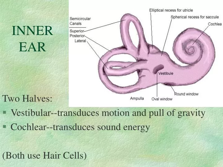 inner ear