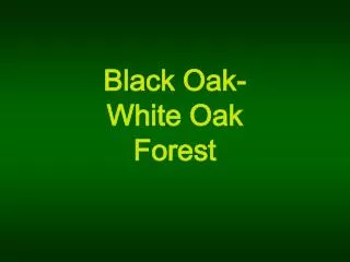 Black Oak- White Oak Forest