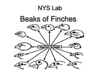 NYS Lab